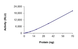 Sino Biological&nbsp;Recombinant Human c-Kit Protein (V654A, GST Tag), Active